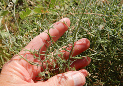 Erigeron divaricatus