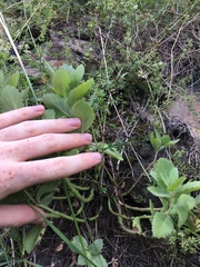 Hylotelephium telephium