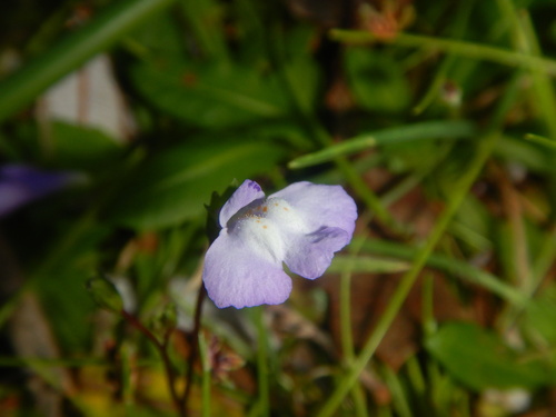 Mazus pumilio (Mazus pumilio)