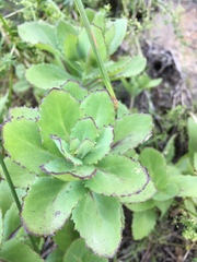 Hylotelephium telephium