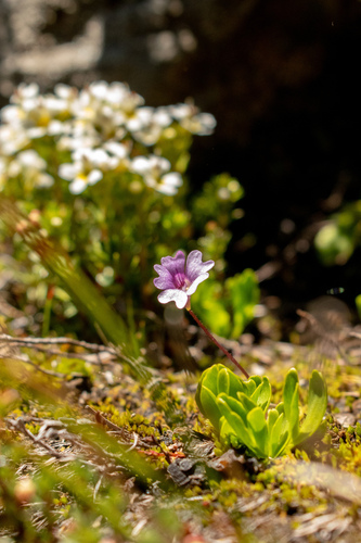 Pinguicula australandina