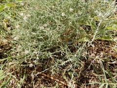 Erigeron divaricatus