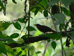 Syndactyla subalaris