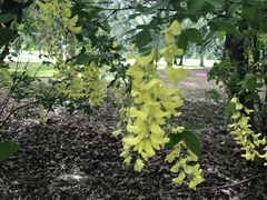 Laburnum