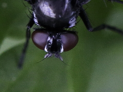 Gastrolepta anthracina