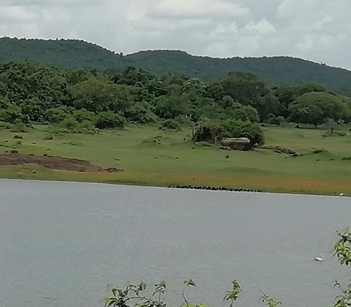 Spot-billed Pelican