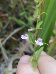 Scutellaria minor