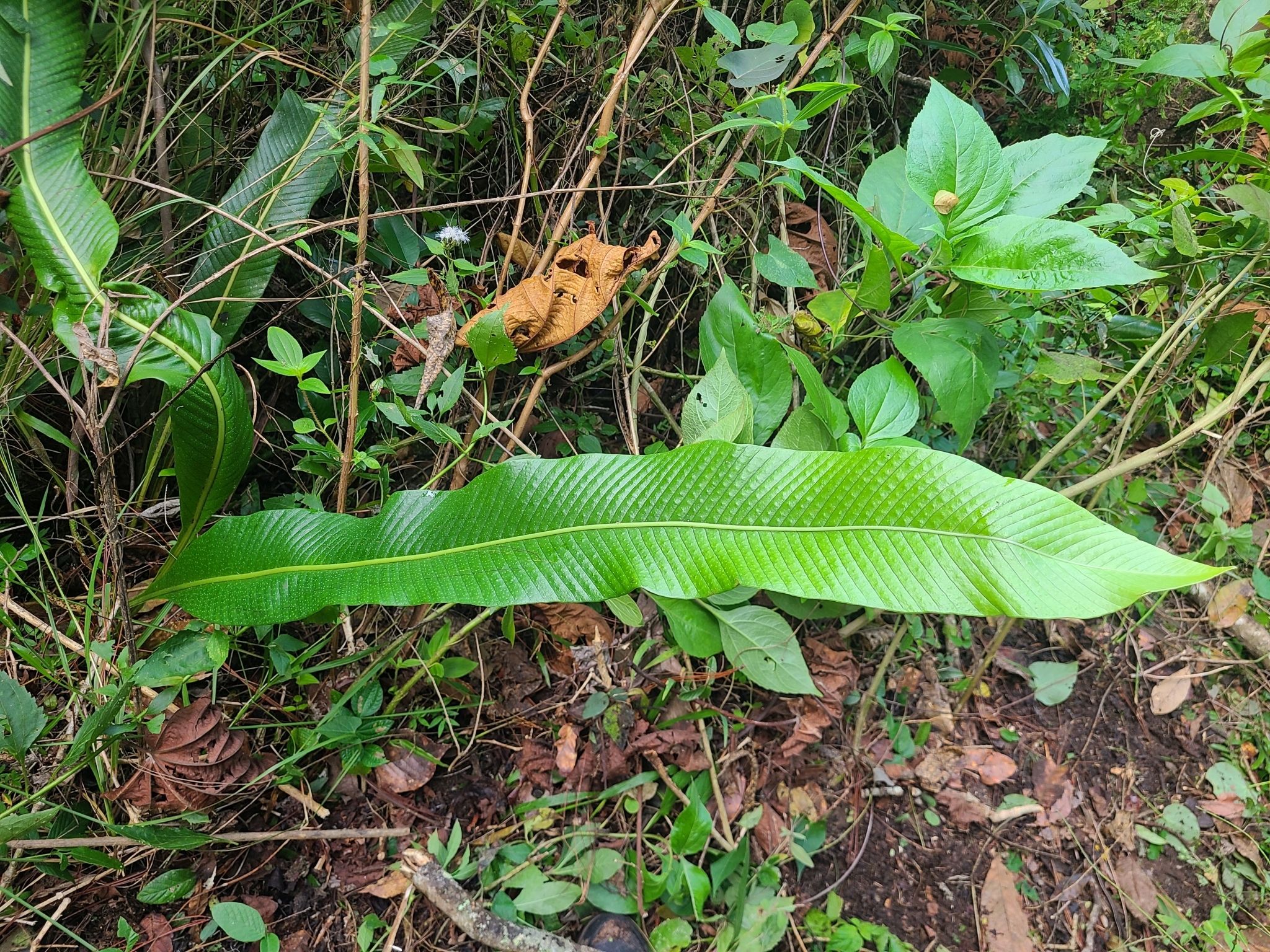 Imagem de Samambaia-açu