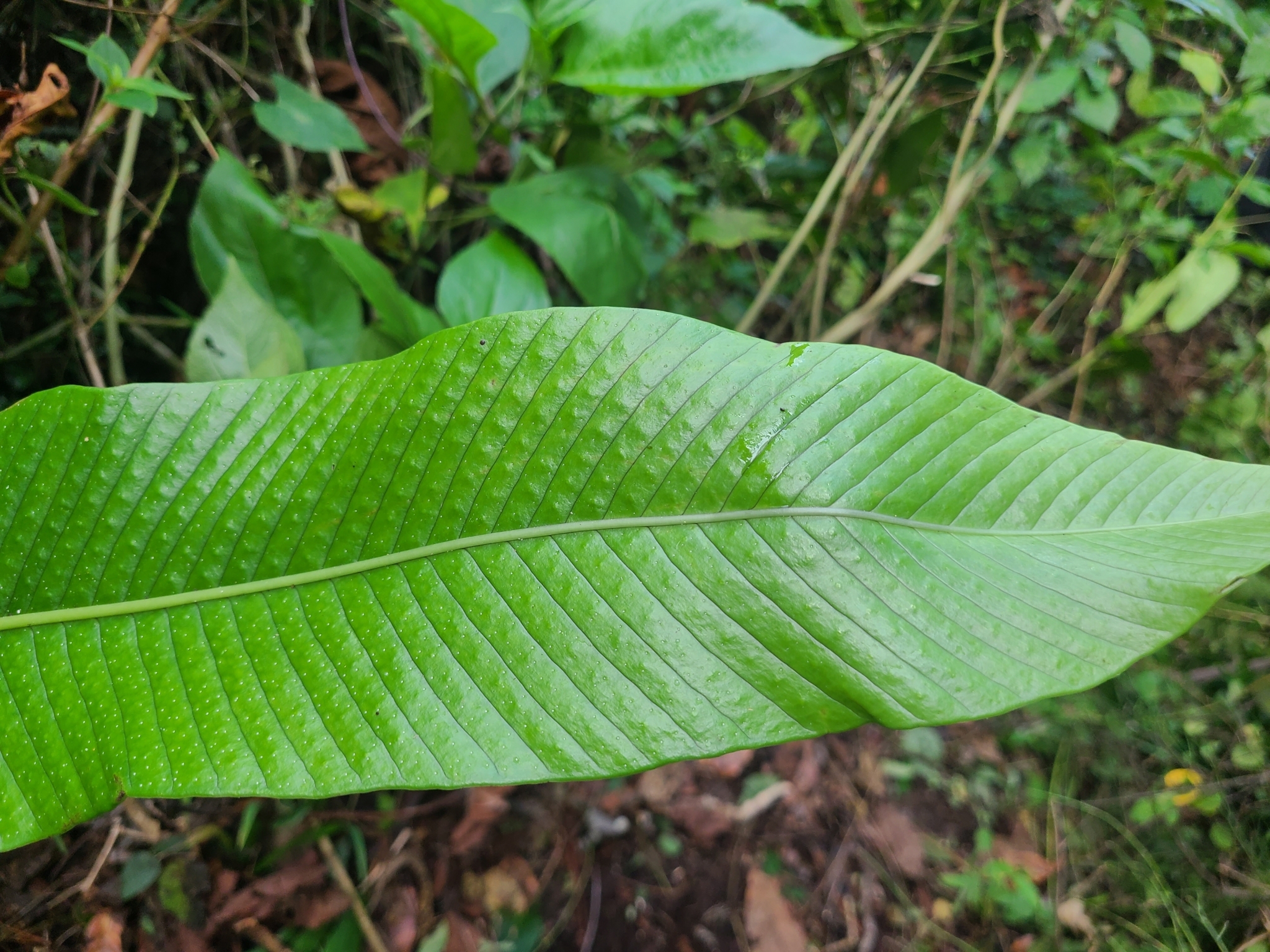 Imagem de Samambaia-açu