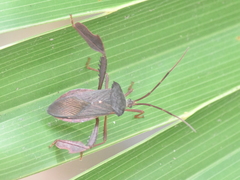 Acanthocephala heissi
