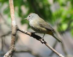 Leiothlypis crissalis