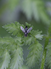 Gastrolepta anthracina