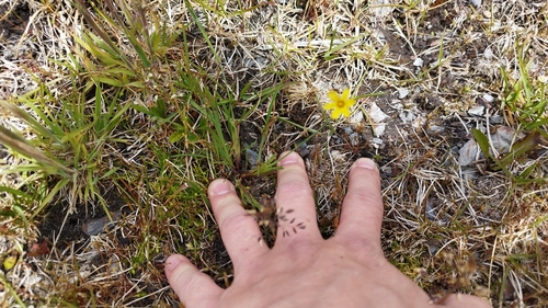 Image of Sisyrinchium patagonicum by no rights reserved