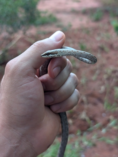 Link-marked Sand Snake