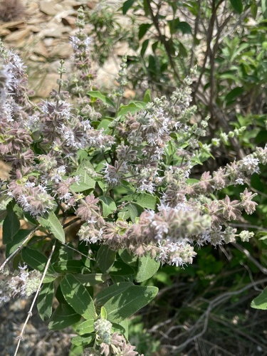 Bengali Sage (Salvia dianthera)
