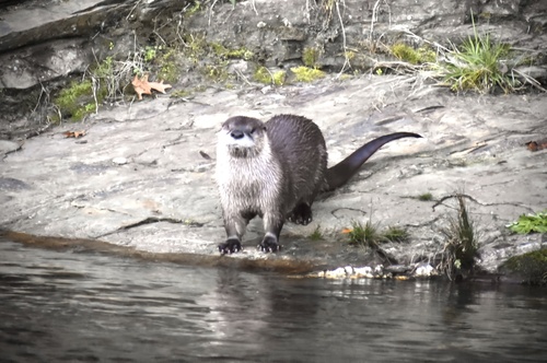 North American River Otter photographed in Oklahoma