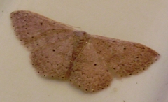 Idaea eugeniata