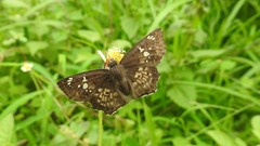 Caprona ransonnettii