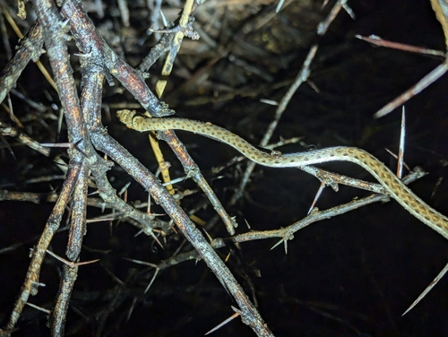 Link-marked Sand Snake