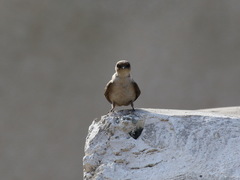 Ptyonoprogne fuligula obsoleta