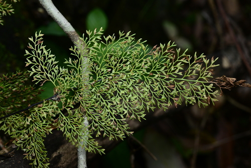 Asplenium coenobiale iNat (2)