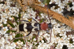 Chlorophorus trifasciatus