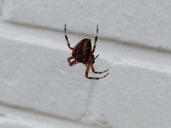 Araneus diadematus