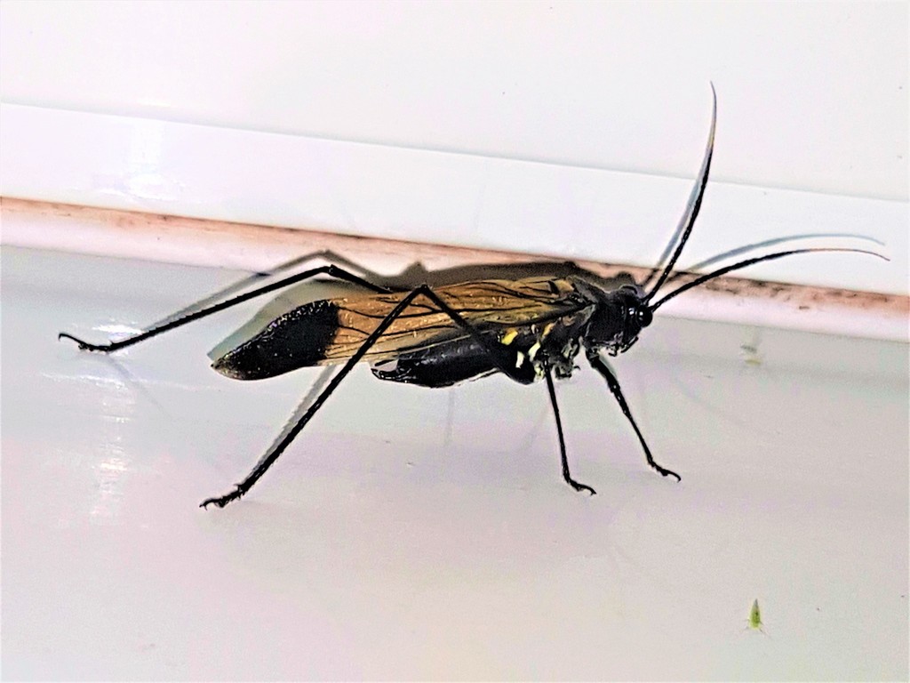 Aganacris nitida