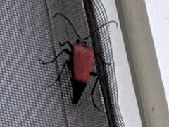 Stenelytrana emarginata