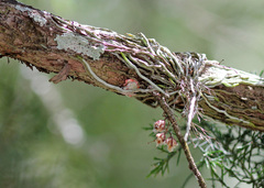 Dendrophylax porrectus