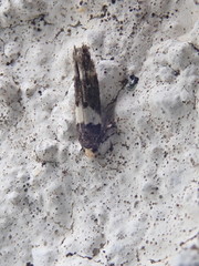 Recurvaria leucatella