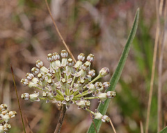 Asclepias longifolia