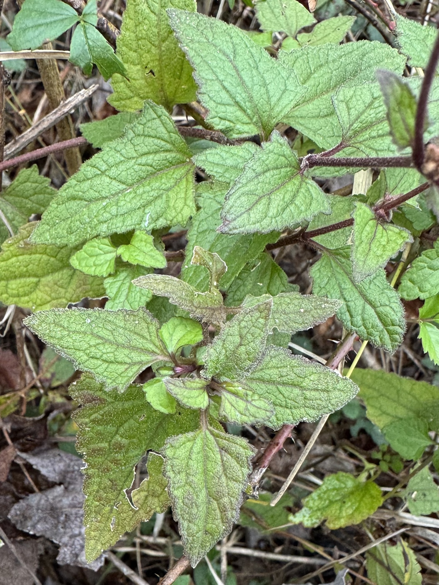 Imagem de Mistflower
