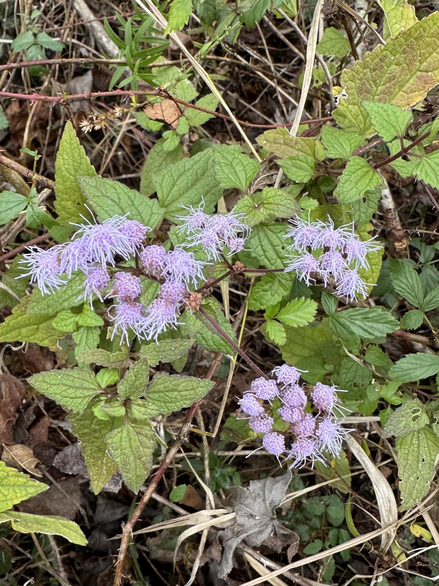 Imagem de Mistflower