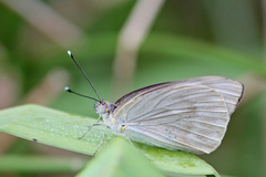 Ascia monuste phileta