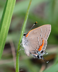 Satyrium favonius