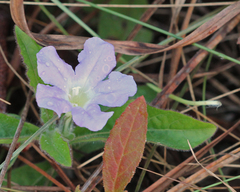 Ruellia ciliosa