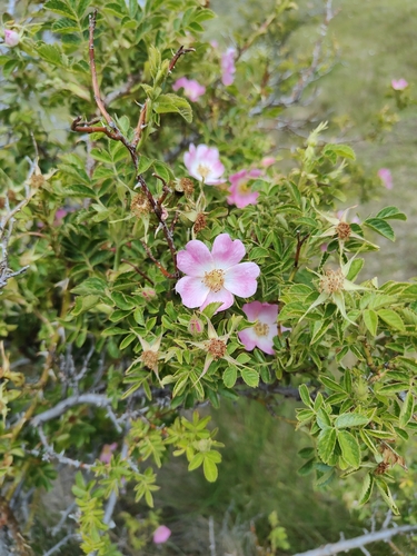 Foto de Rosa mosqueta