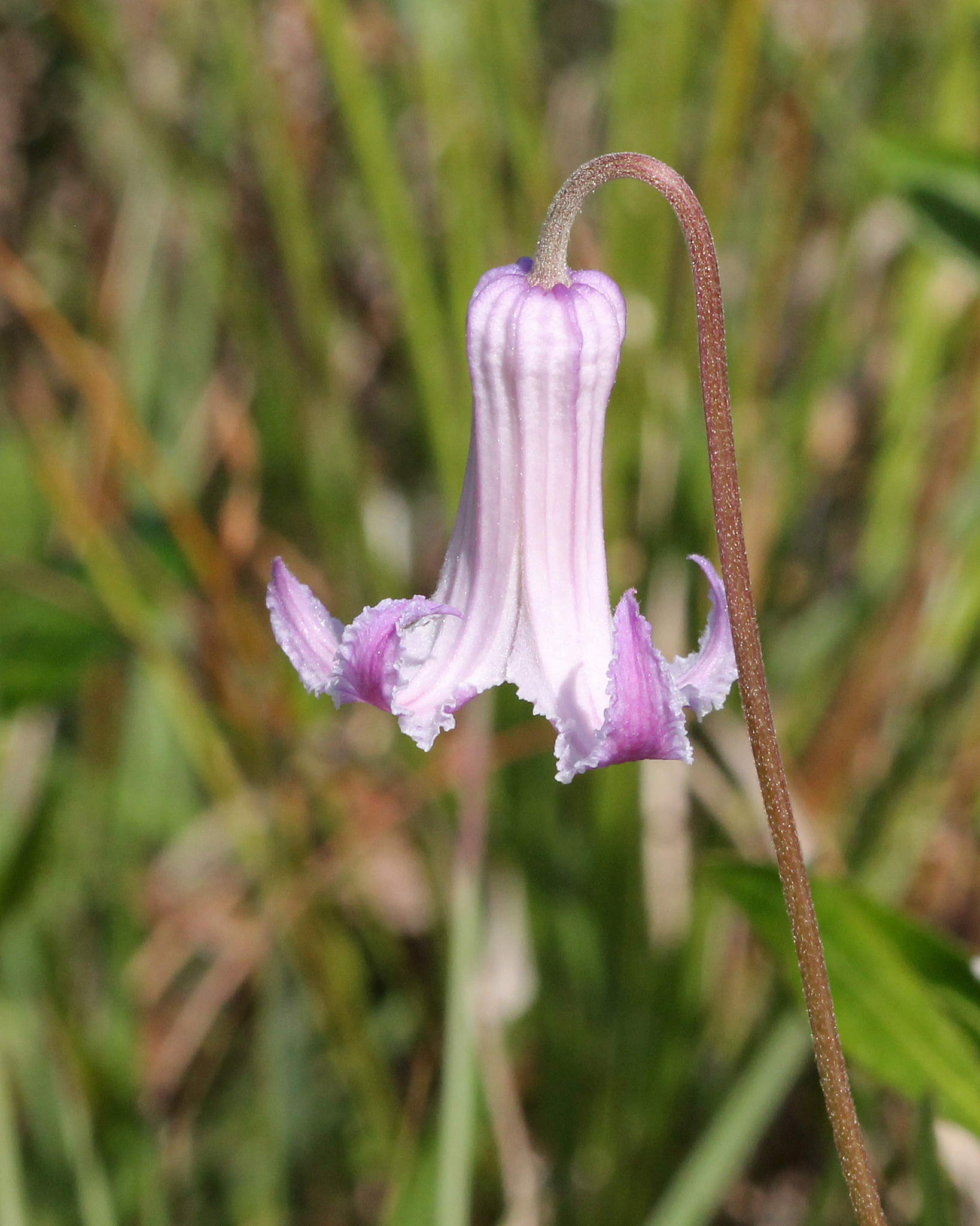 Clematis baldwinii