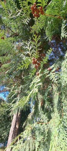 Hinoki