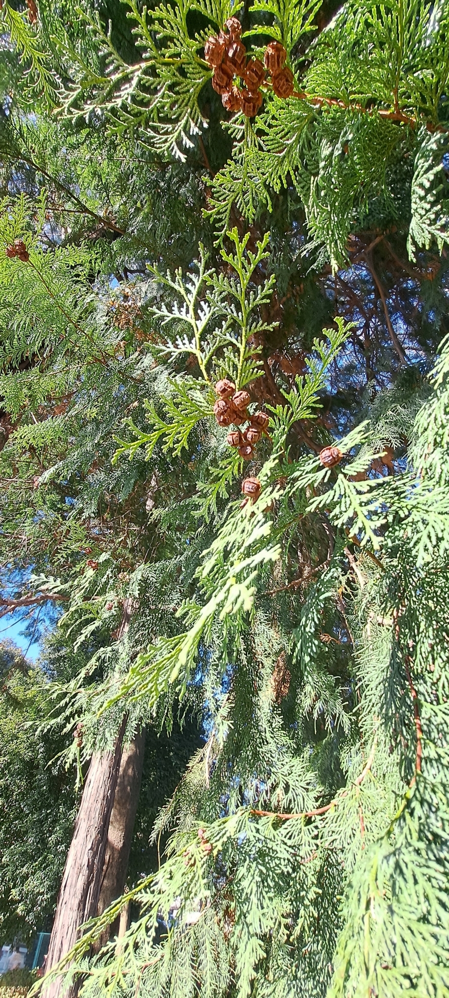 Imagem de Hinoki