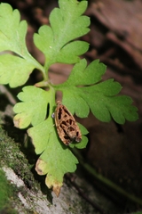 Olethreutes tilianum