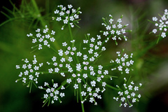 Ptilimnium capillaceum