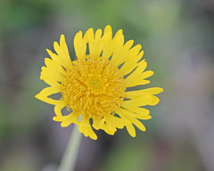 Helenium pinnatifidum