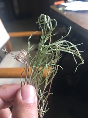 Pseudostellaria jamesiana