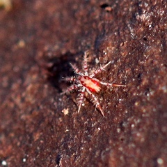 Erythracaridae