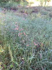 Bouteloua barbata rothrockii