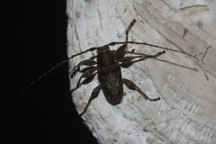 Acanthoderini