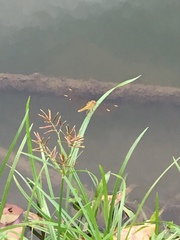 Brachythemis contaminata