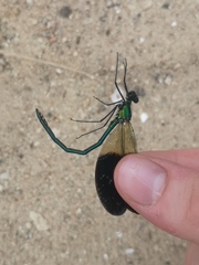 Calopteryx xanthostoma